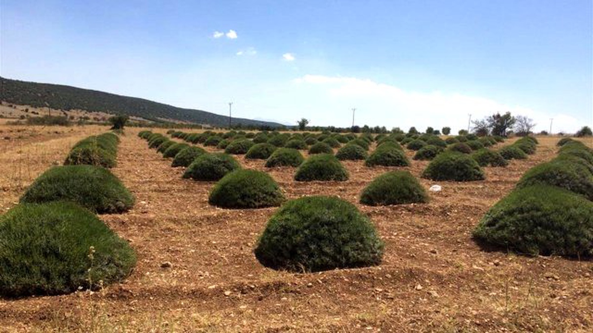 Büyükşehir Belediyesinden Çiftçilere Fidan Desteği