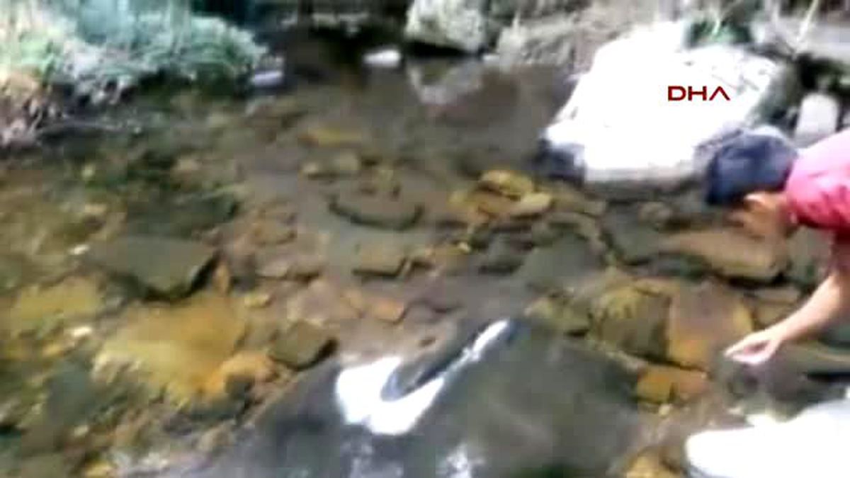 Kazdağları'nda Kırmızı Benekli Alabalıklar Telef Oldu