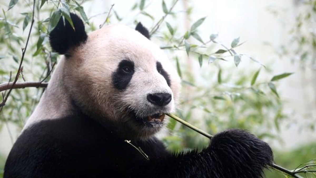 Dev Pandalar Artık 'Nesli Tükenmekte Olan' Hayvan Değil; Listeye Goriller Girdi