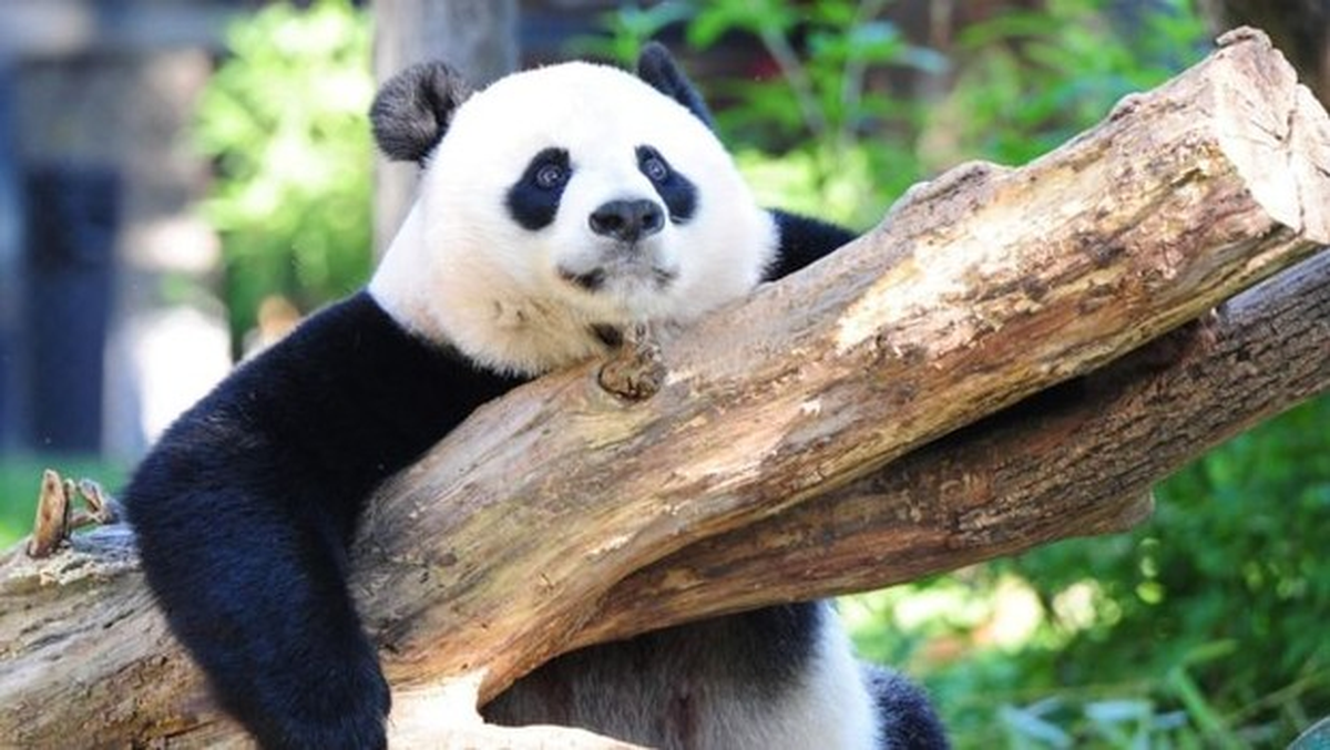 Dev Pandalar \'Şimdilik Kurtuldu\', Gorillerin Nesli Tehlikede