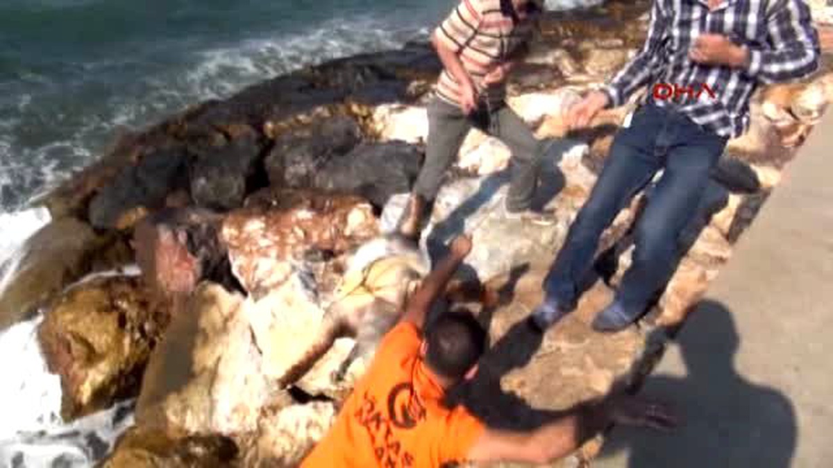 İzmir Ölü Caretta Caretta Güzelbahçe Sahiline Vurdu