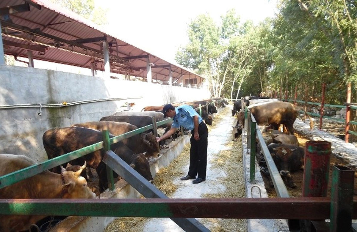 Kartepe\'de Kurban Satış ve Kesim Yerleri Denetlendi