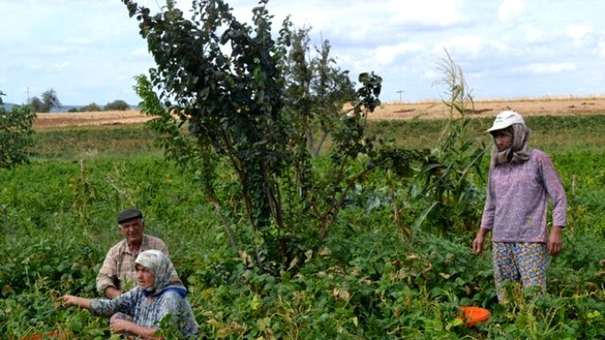 Keşan\'da Sebze Hasadı Başladı