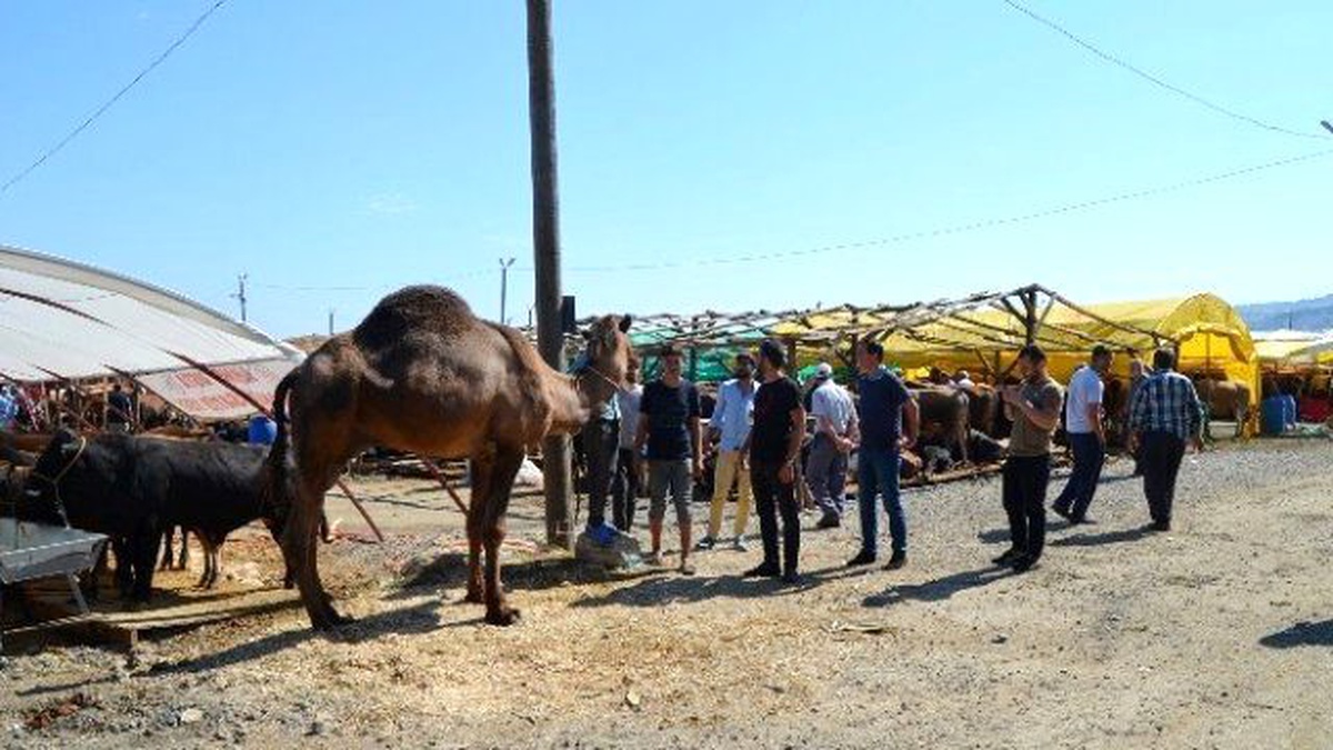 Kurban Bayramı\'na Doğru