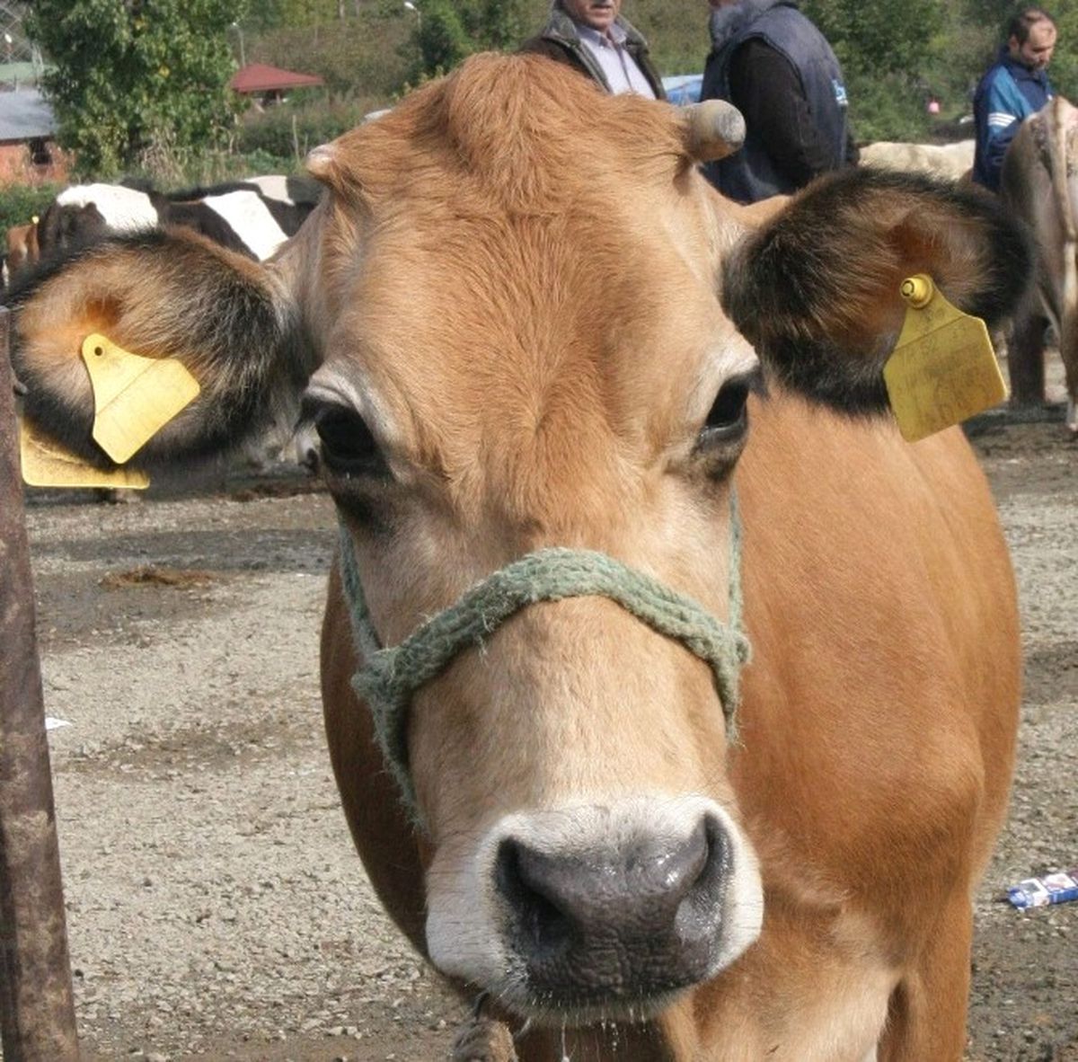 Kurbanlık Uyarısı