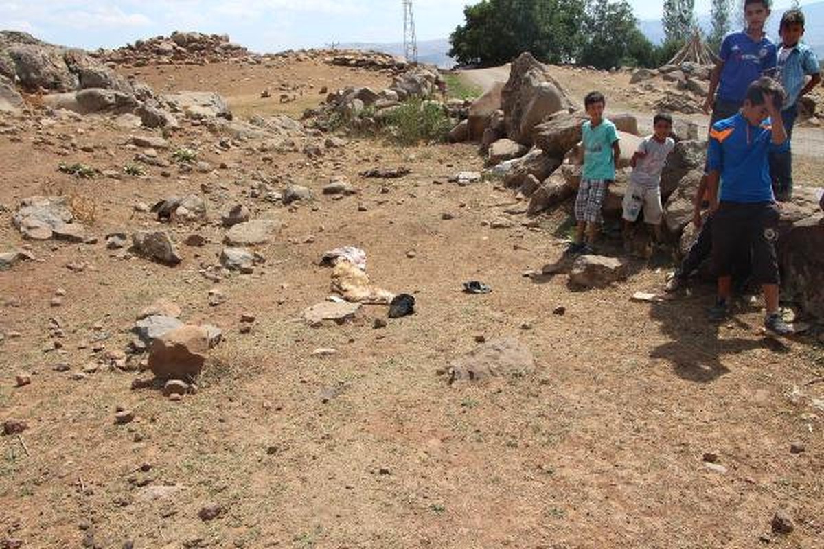 Kurt Sürüsü, 31 Kurbanlık Koyunu Telef Etti