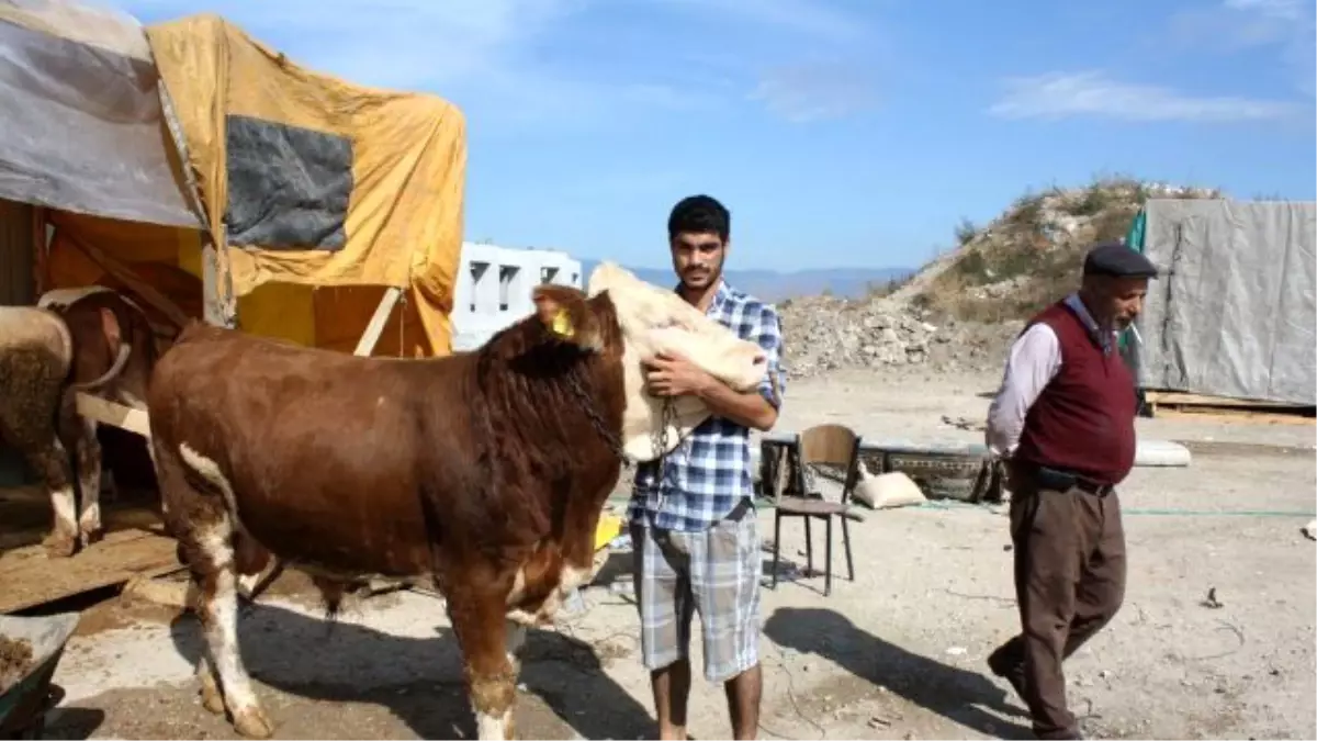 Kurbanlıkta Tek Fiyat Kampanyası