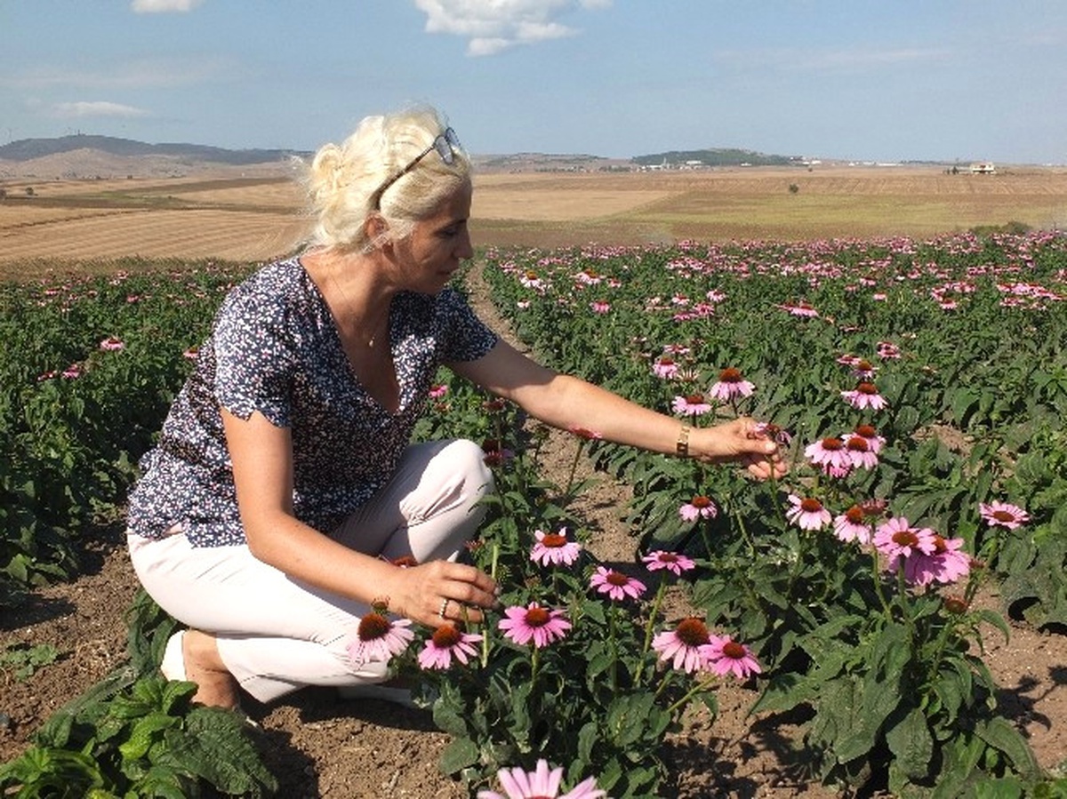 Büyükşehir Destek Verdi, Ekinezya Gelir Kapısı Oldu
