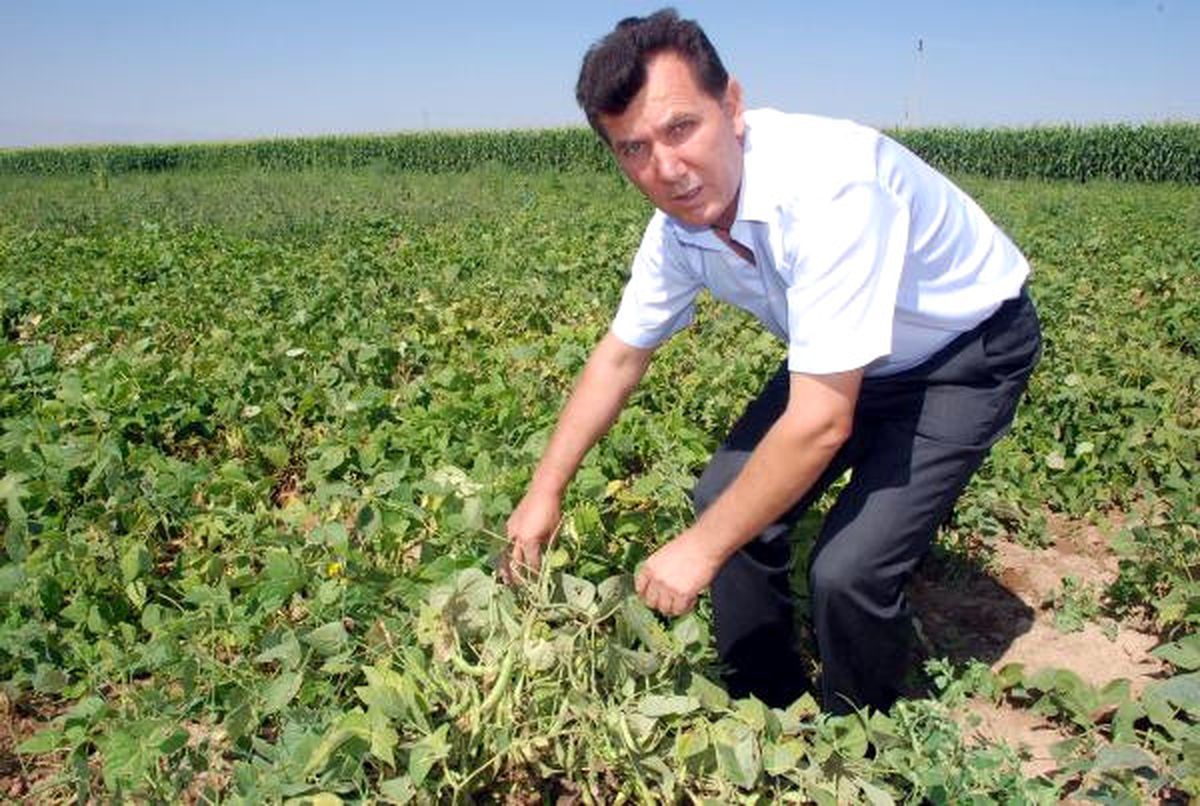 Patateste Umduğunu Bulamayan Çiftçi Fasulyeye Yöneldi