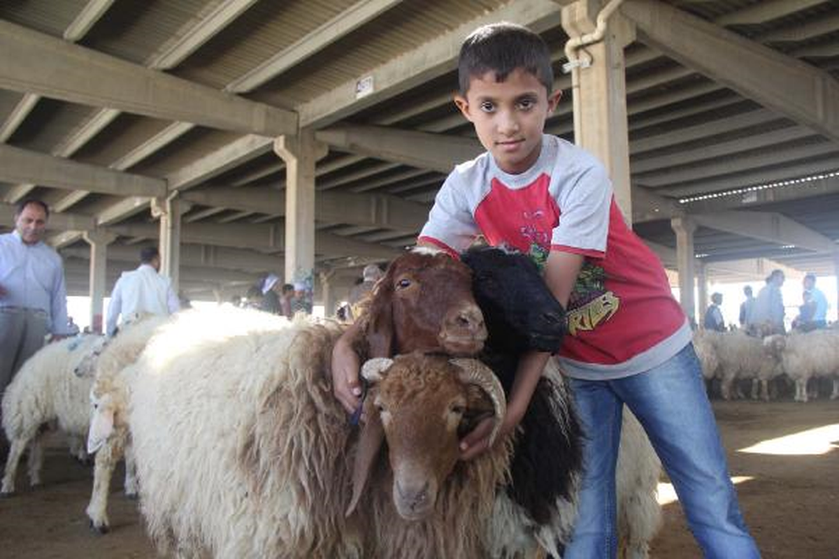 Şanlıurfa\'da Hayvan Pazarlarında Hareketlilik Arttı