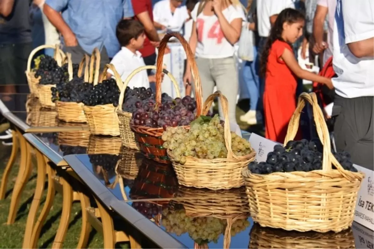 Süleymanpaşa\'da En Güzel Üzüm Yarışması Düzenlendi