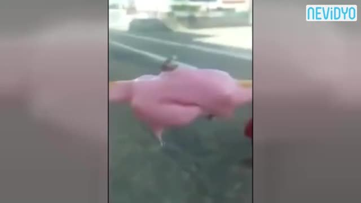 Yediği Dondurmadan Bu Çıktı!