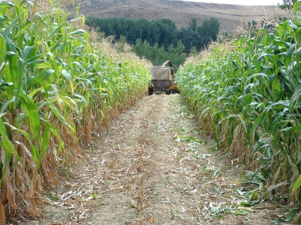 Yozgat\'ta Slajlık Mısır ve Soya Fasulyesi Tarla Günü Düzenlendi