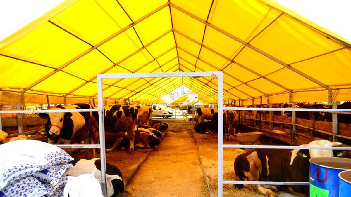 Beylikdüzü Modern Kurban Satış ve Kesim Yeri Hizmete Hazır