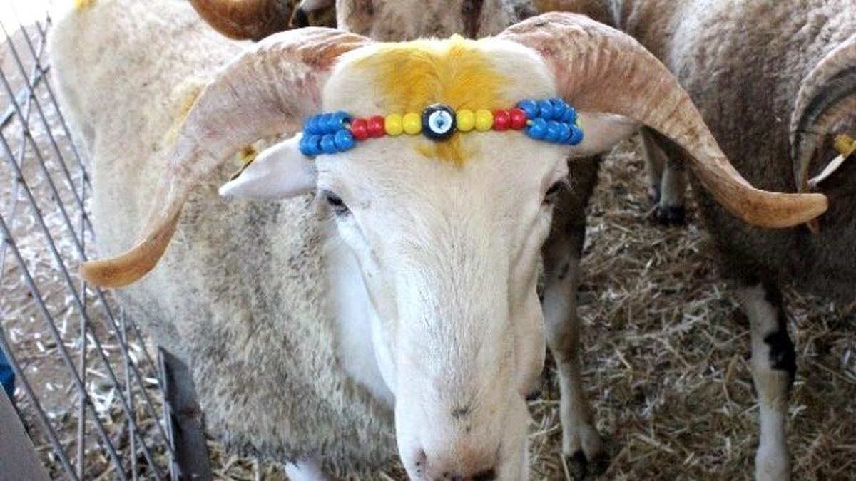 Dana Gibi Koç Görenleri Şaırtıyor