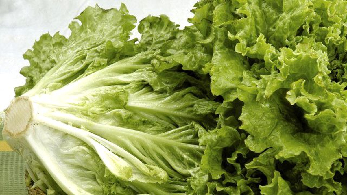 Doğu Marmara\'nın Zam Şampiyonu "Marul"
