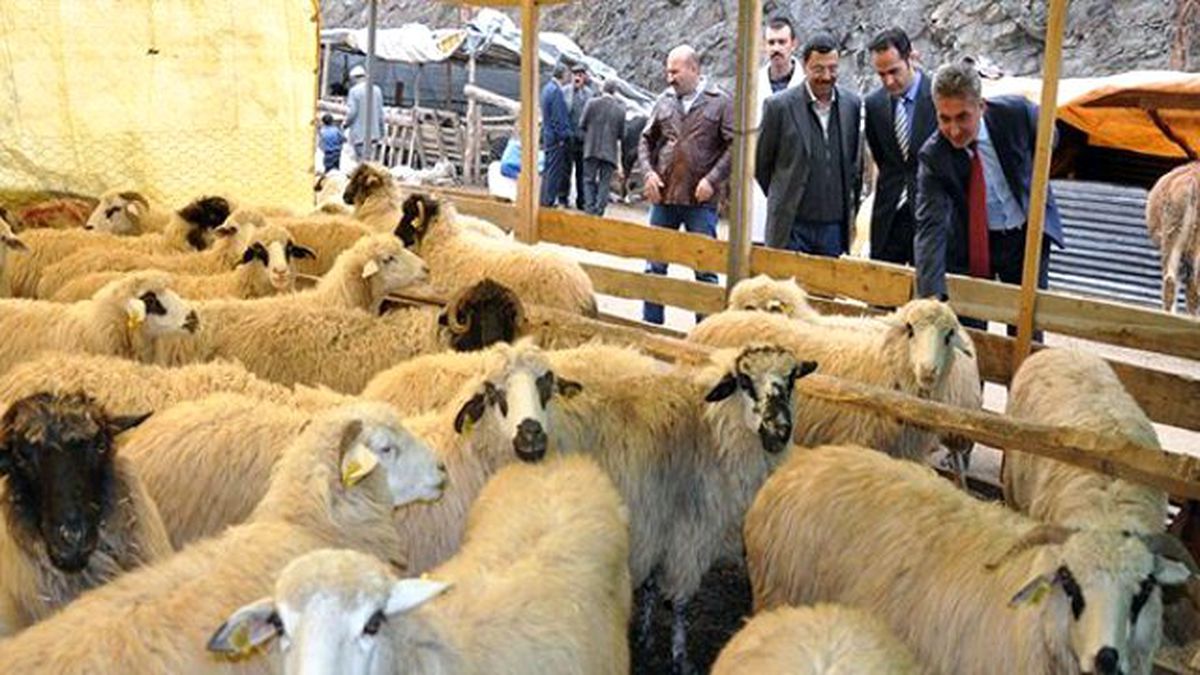Gümüşhane\'de Hayvan Pazarı Kuruldu