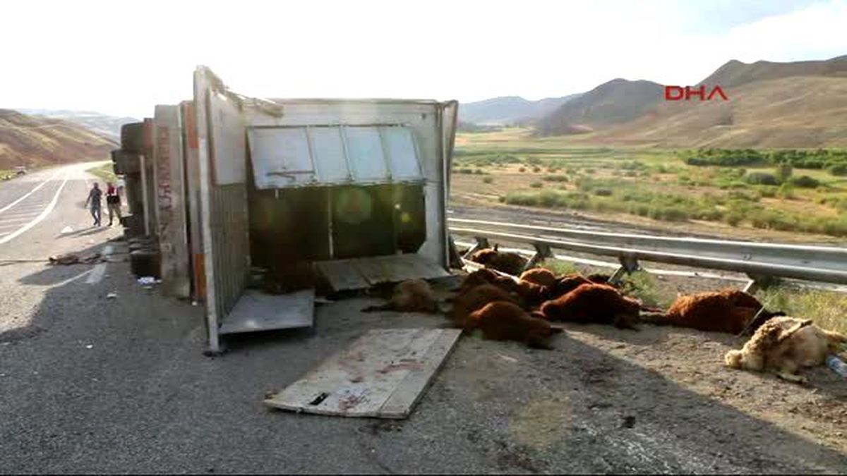 Iğdır\'da TIR Devrildi, 200 Kurbanlık Koyun Telef Oldu