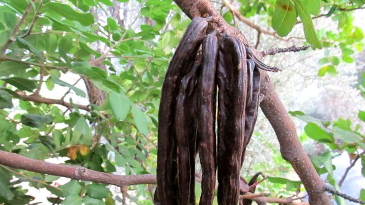 Keçiboynuzunun İnanılmaz Faydaları