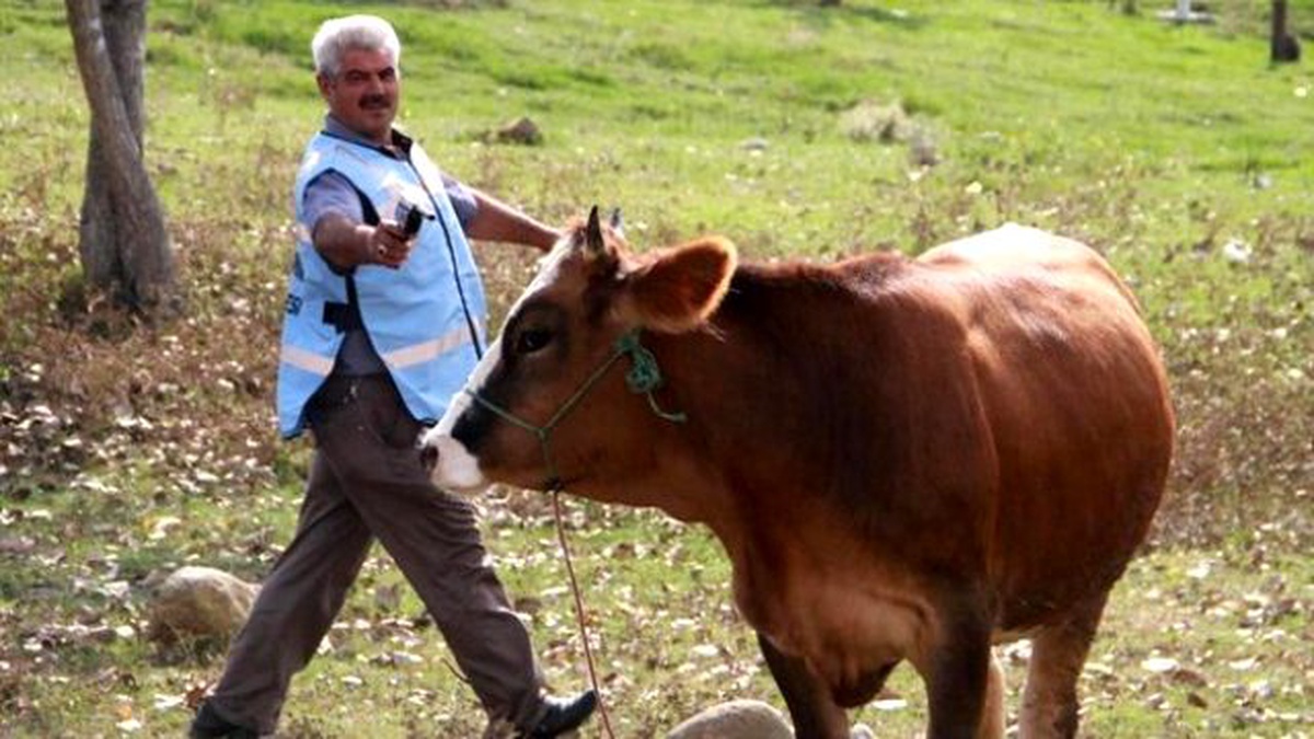 Kocaeli\'de "Kurbanlık Yakalama Timi" Oluşturuldu