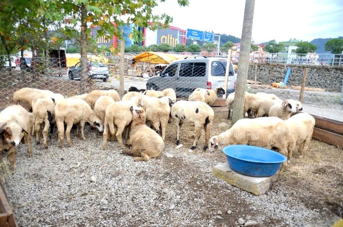 Küçükbaş Hayvan Sayısı Doğu Karadeniz\'de Arttı