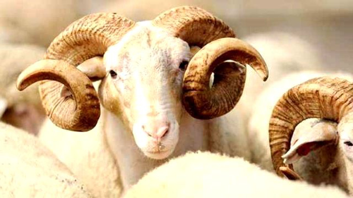 Kurban Bağışları 5 Bin 500 Ailenin Yüzünü Güldürecek