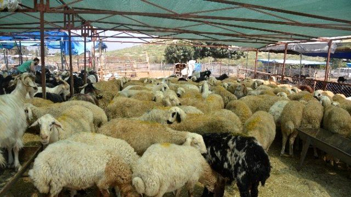 Marmaraereğlisi\'nde Burban Bayramı Hazırlıkları