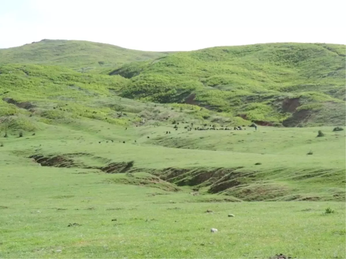 Orman ve Su İşleri Bakanlığı Mera Islahı Çalışmalarına Hız Verdi