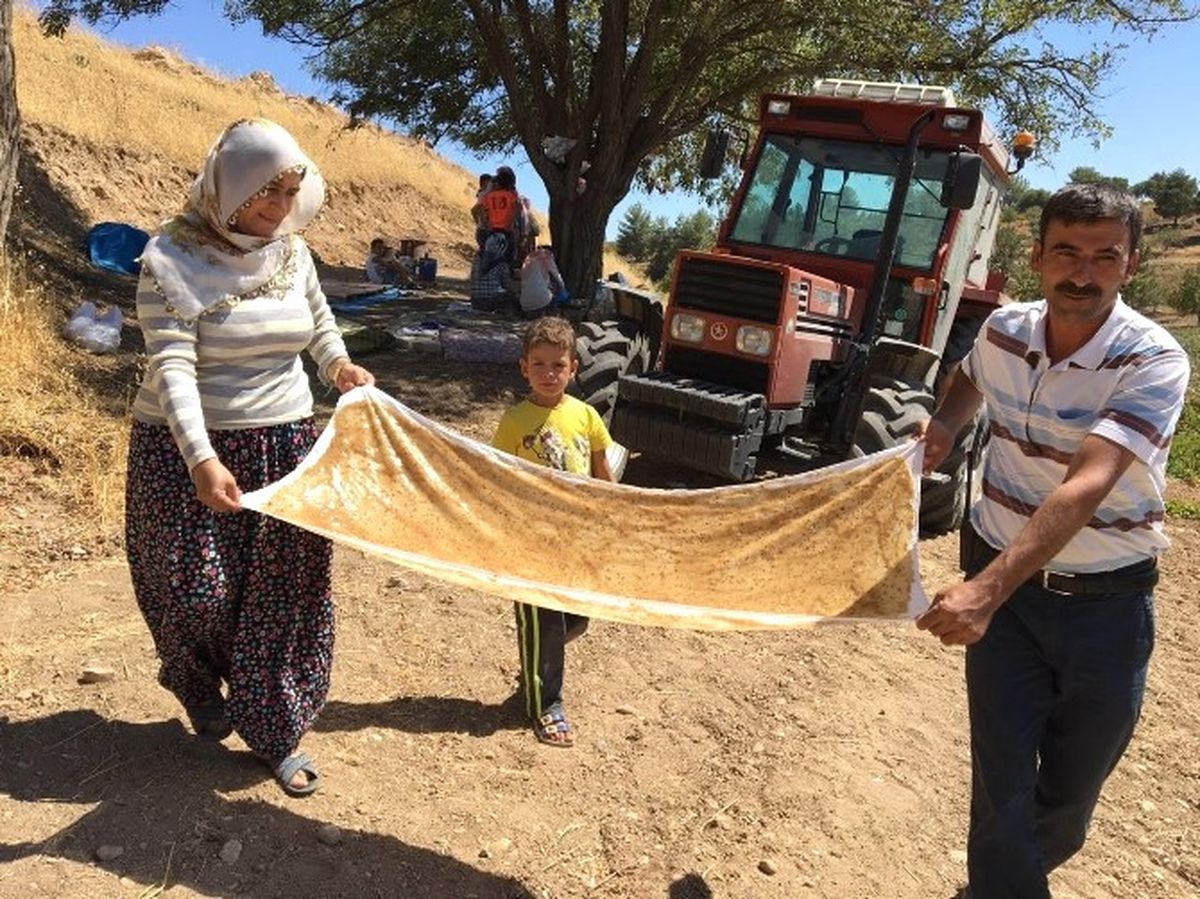 Pestiller Kurutulmaya Başlandı