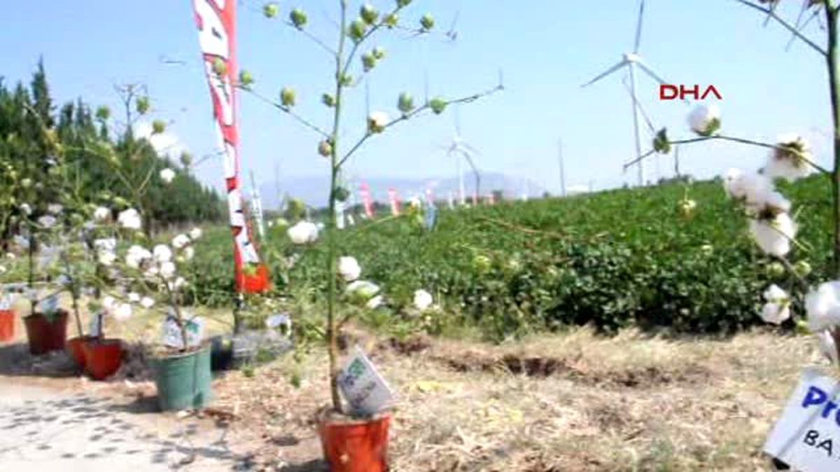 Söke Tarla Günüyle Yerli Tohum Tanıtımı
