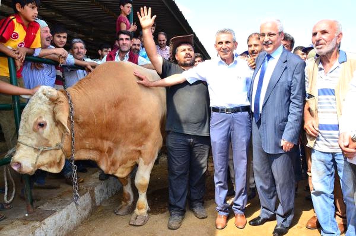 Vali Güvençer\'in Aracılığıyla 1200 Kiloluk Boğa 16 Bin Liraya Satıldı