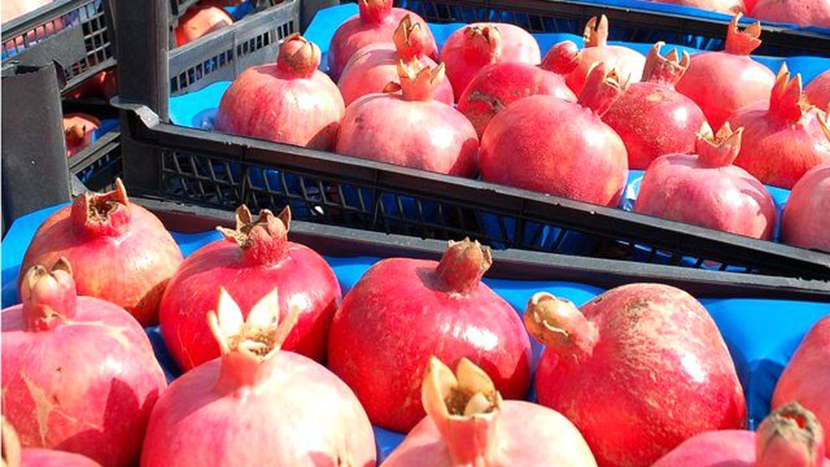 Yılın İlk Nar Hasadı Yapıldı