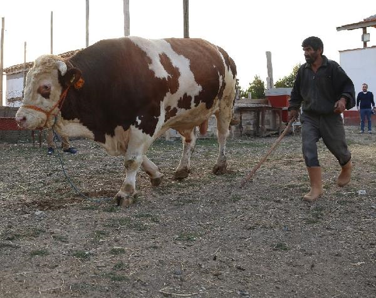 2 Tonluk Boğaya Ankaralı İş Adamı Talip Oldu