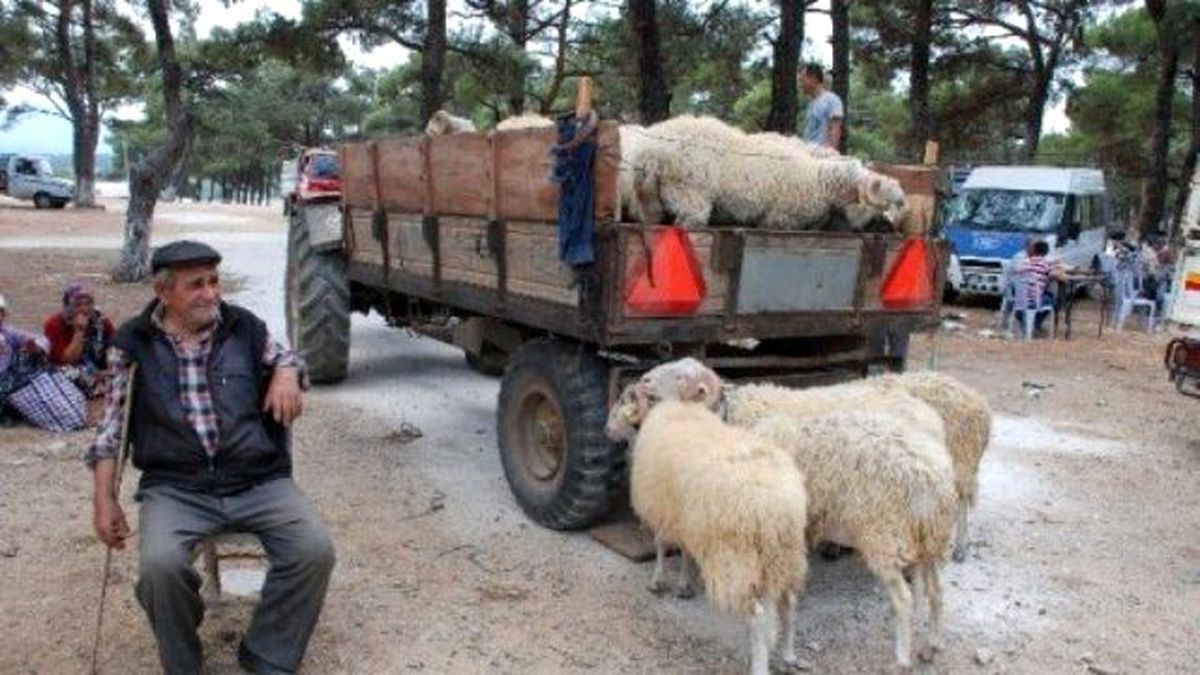 Bayramiç\'te Kurbanlıklar Görücüye Çıktı