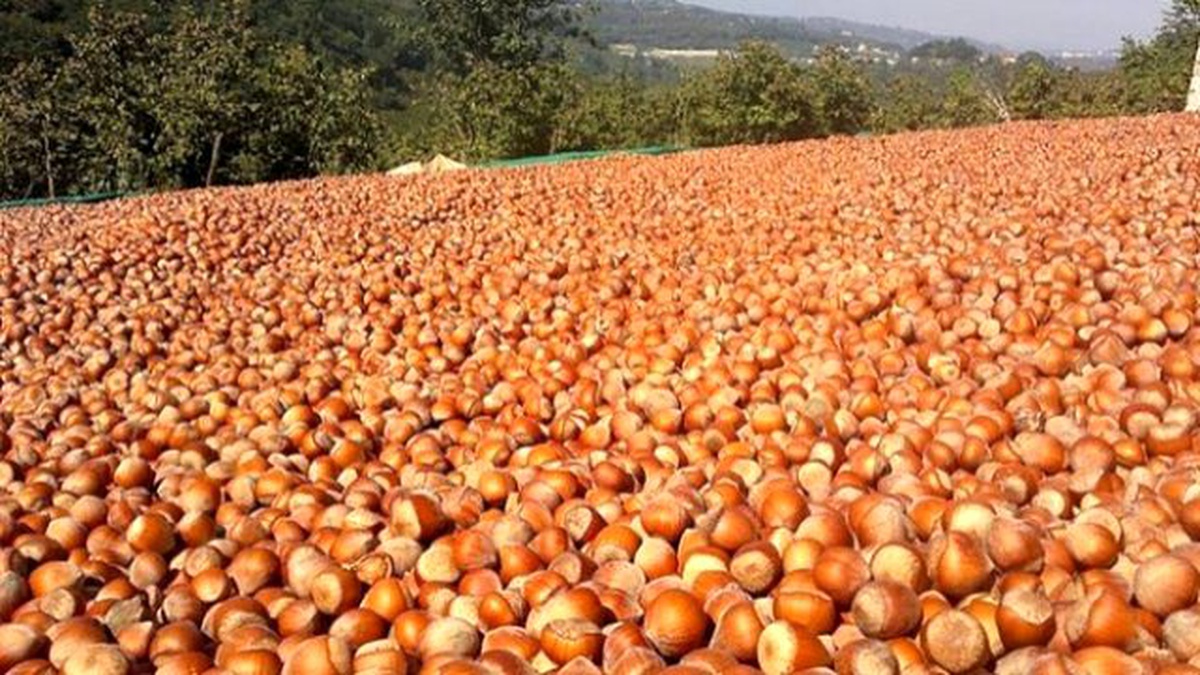 Borsalarda 596 Bin 800 Ton Fındık İşlem Gördü