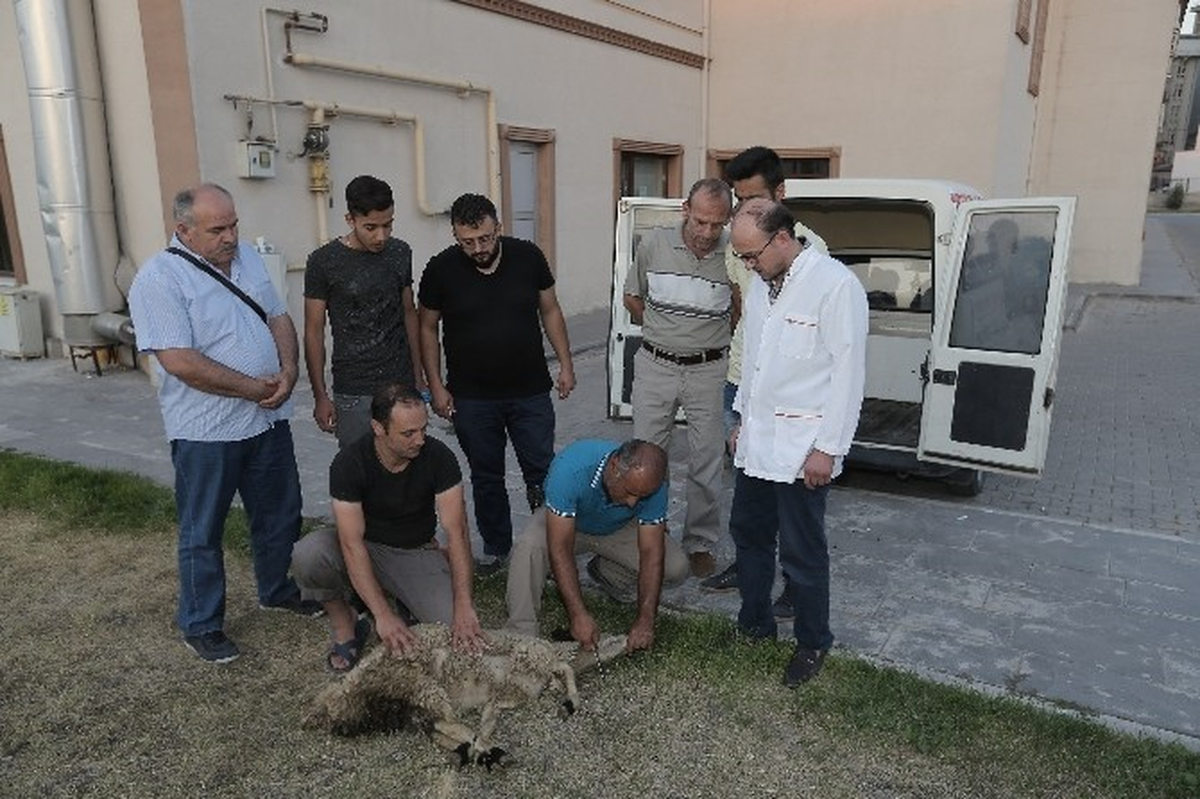 Büyükşehir\'den Kurban Kesimi Kursu