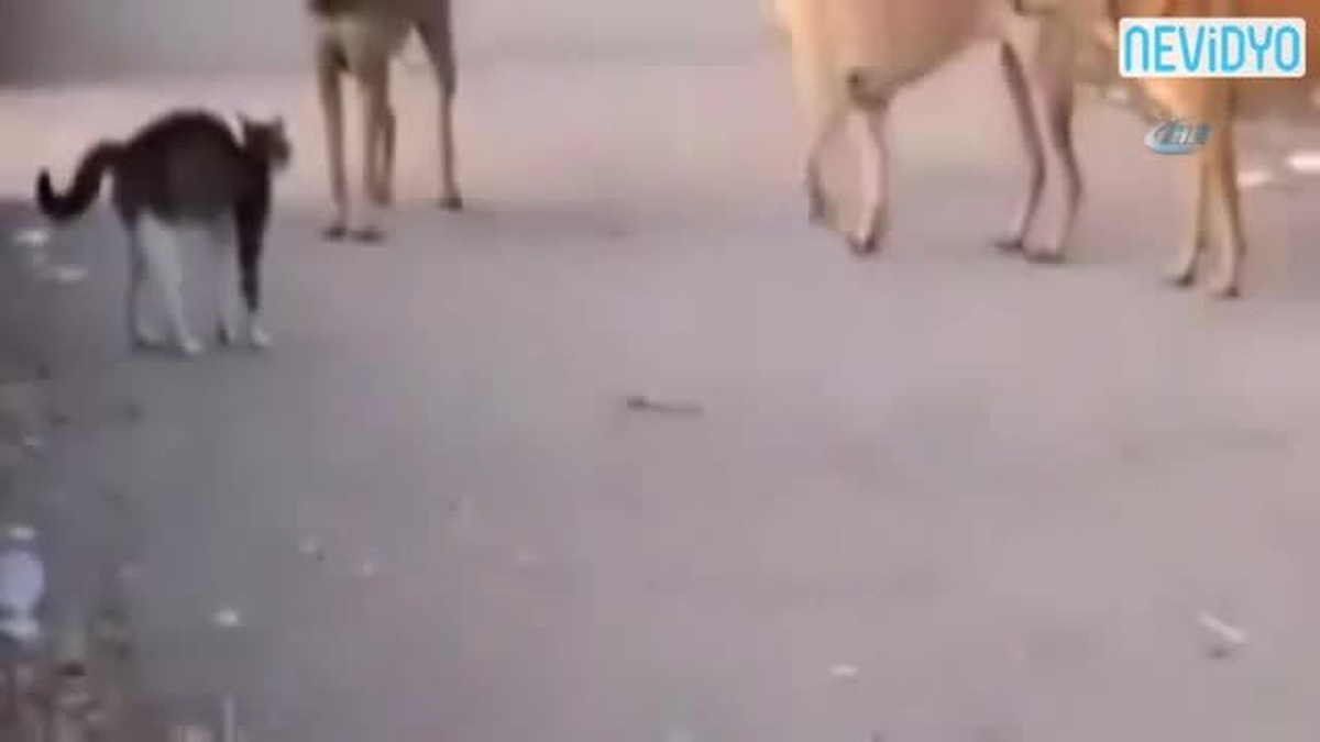 Cesur Yürek Kedi