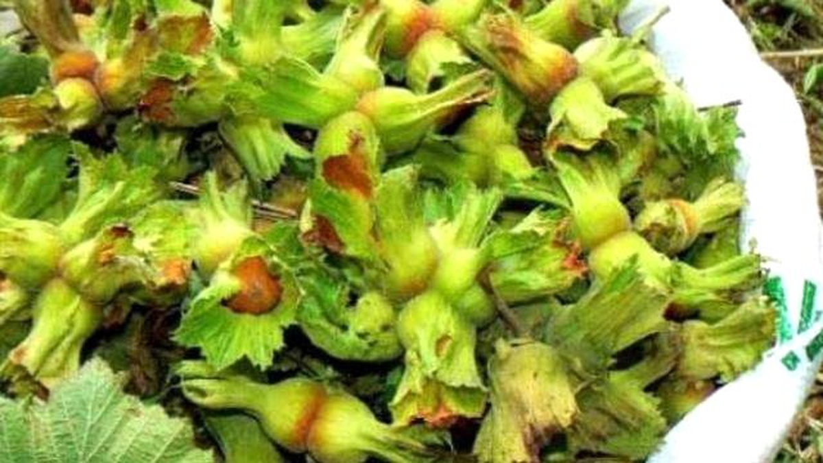 Fındıkta "Küllenme Hastalığı"Na Karşı Çalıştay