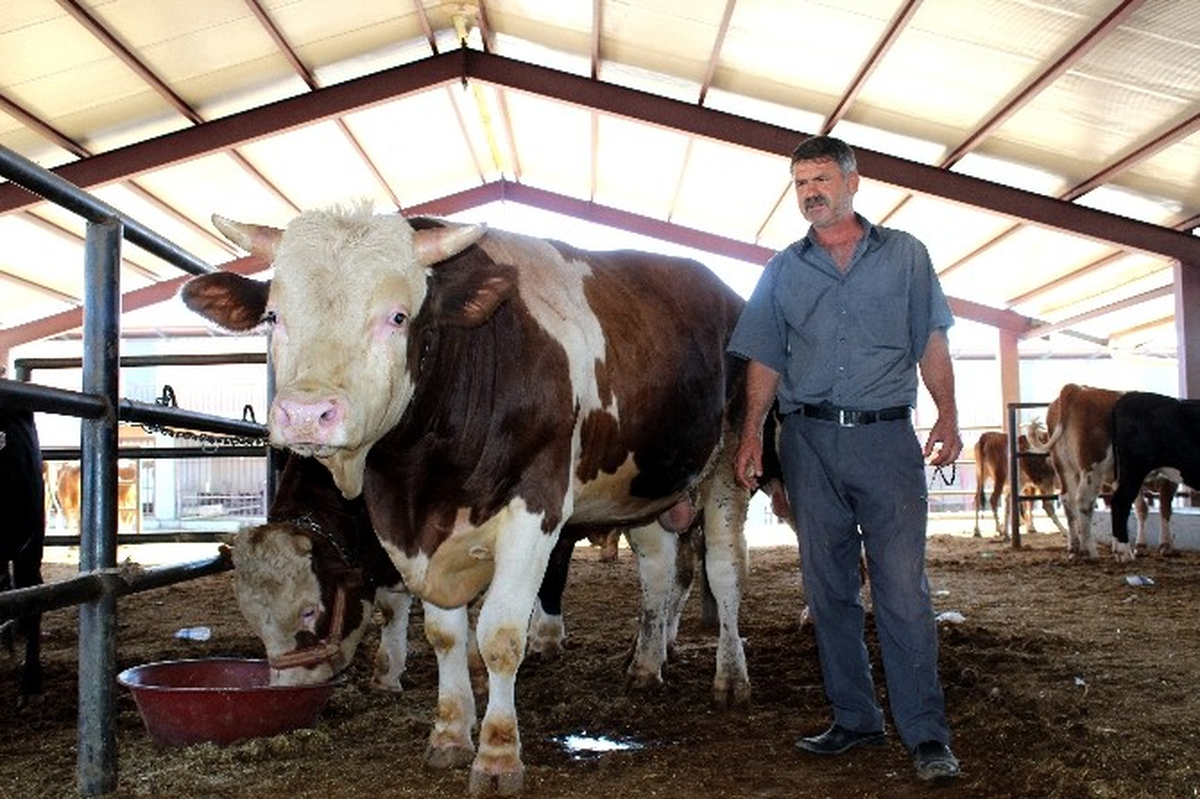 Hayvan Pazarının En Pahalı Kurbanlığı