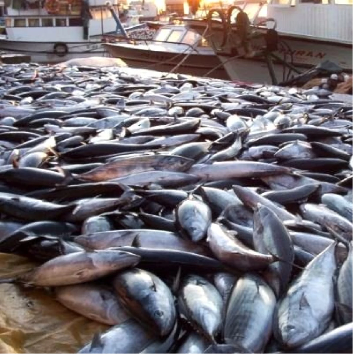 Karadenizli Balıkçılara "Palamut Avı" Uyarısı
