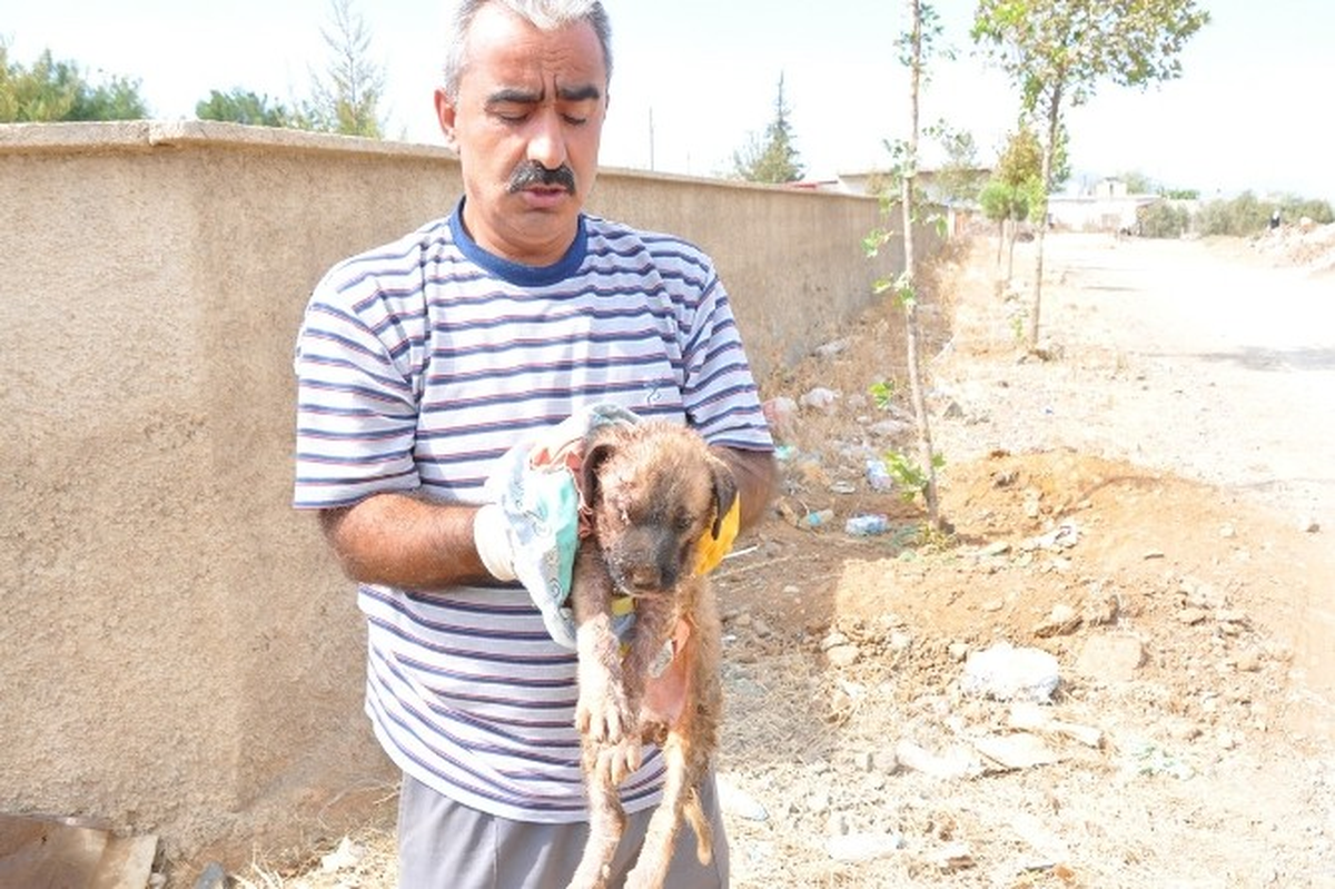 Köpeklerin Saldırdığı Yavru Köpek, Hayvan Hastanesine Kaldırıldı