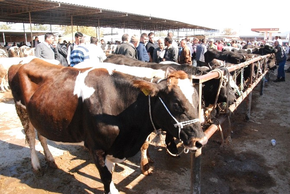 Kurbanlık Hayvan Alırken Nelere Dikkat Edilmeli?