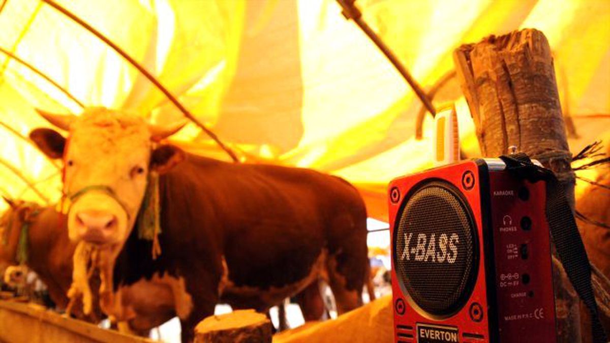 Kurbanlıklara 'Arabesk' Dinletiyorlar