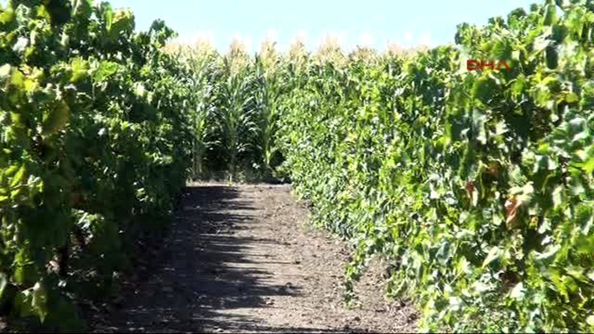 Manisalı Üreticinin Üzümün Cenaze Namazını Kılması Arşiv Görüntüleri
