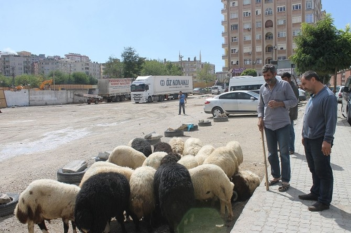 Mardin\'de Kurban Satış ve Kesim Yerleri Beli Oldu