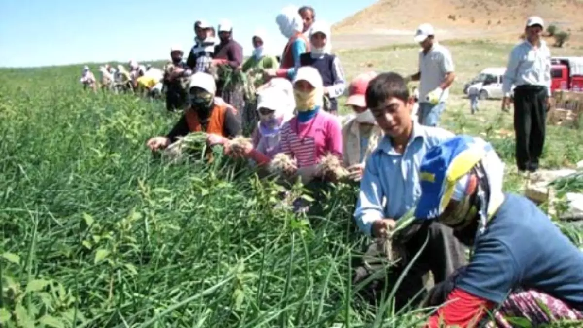 Okul Masraflarını Karşılamak İçin Mevsimlik İşçilik Yapıyorlar