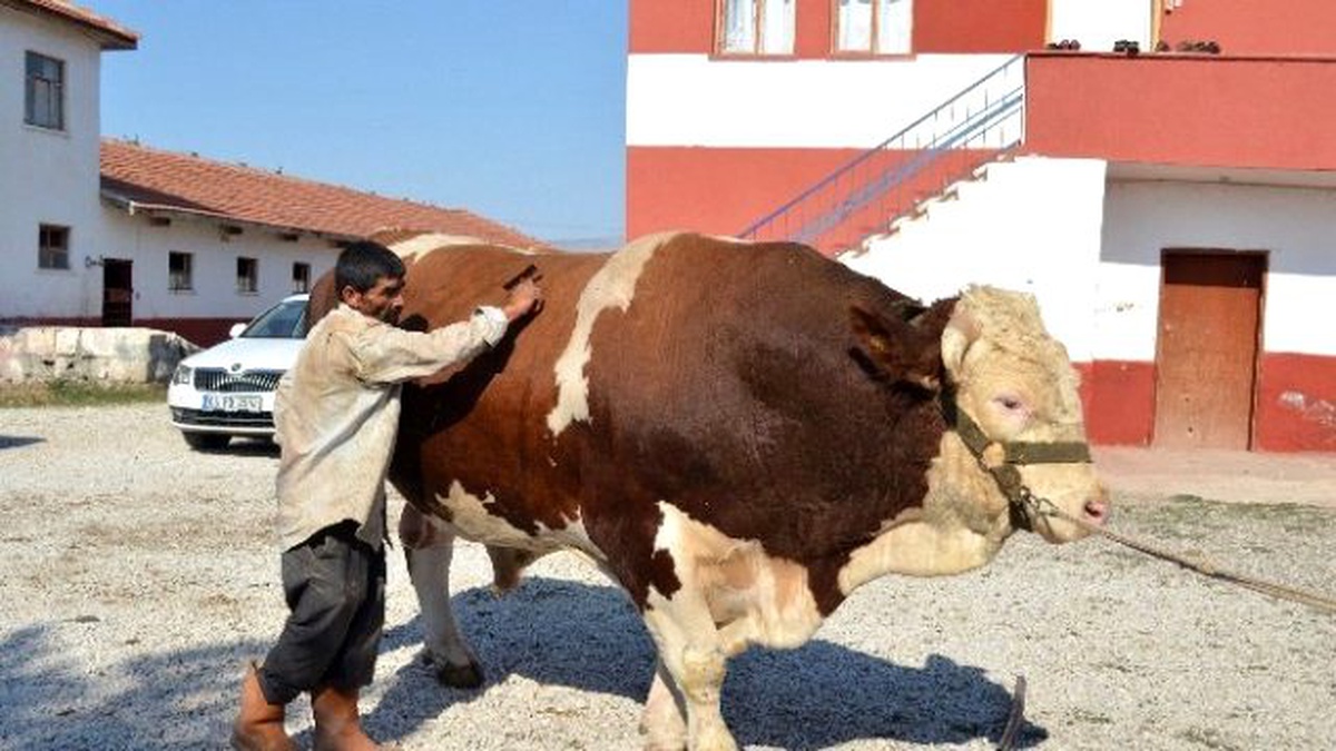 2 Bin 207 Kiloluk Kurbanlık "Şahin"E Fiyat Biçemiyor