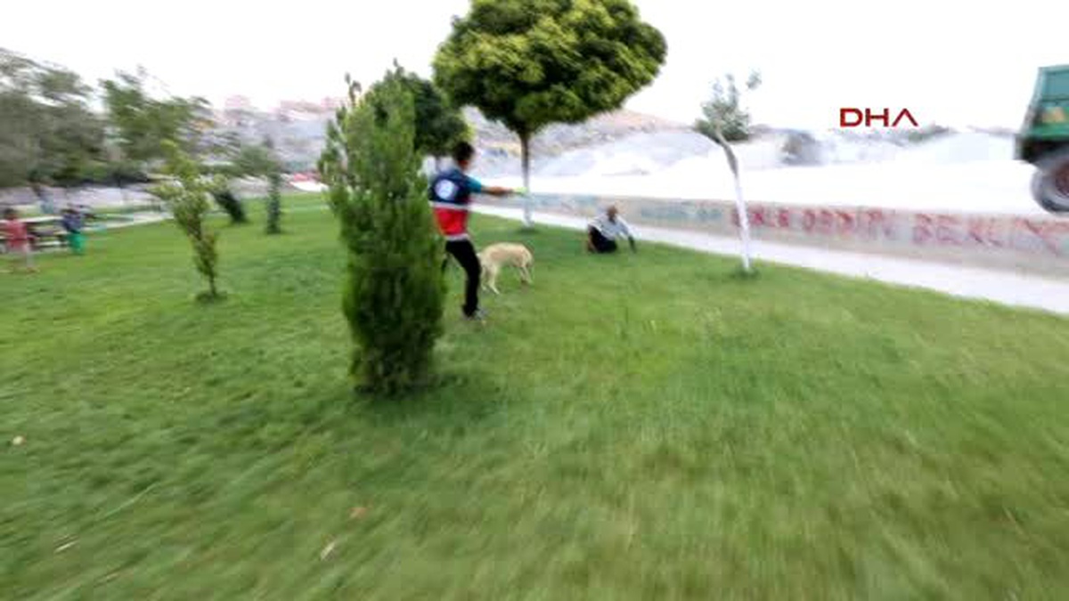 Şanlıurfa\'da Sokak Köpekleri Toplanıp Kafese Konuluyor