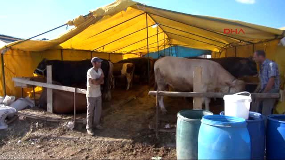 Sivas Kurban Pazarının Gözdeleri \'Can\' ile \'Canan\'