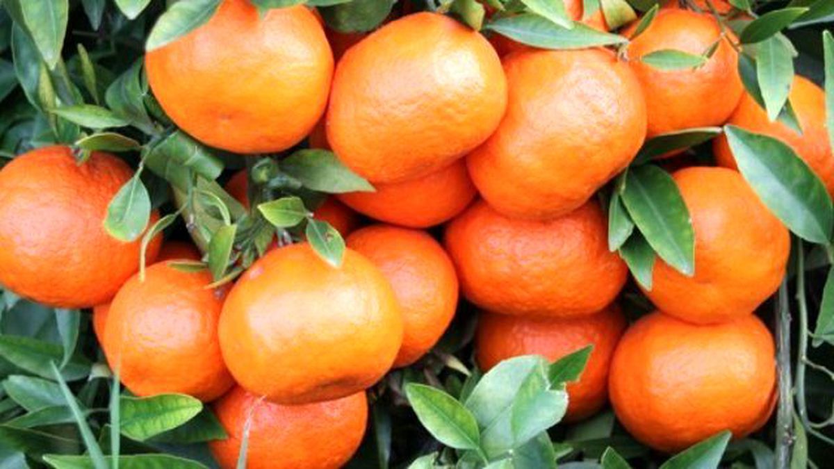 Narenciye Üreticisi Rusya\'dan Haber Bekliyor